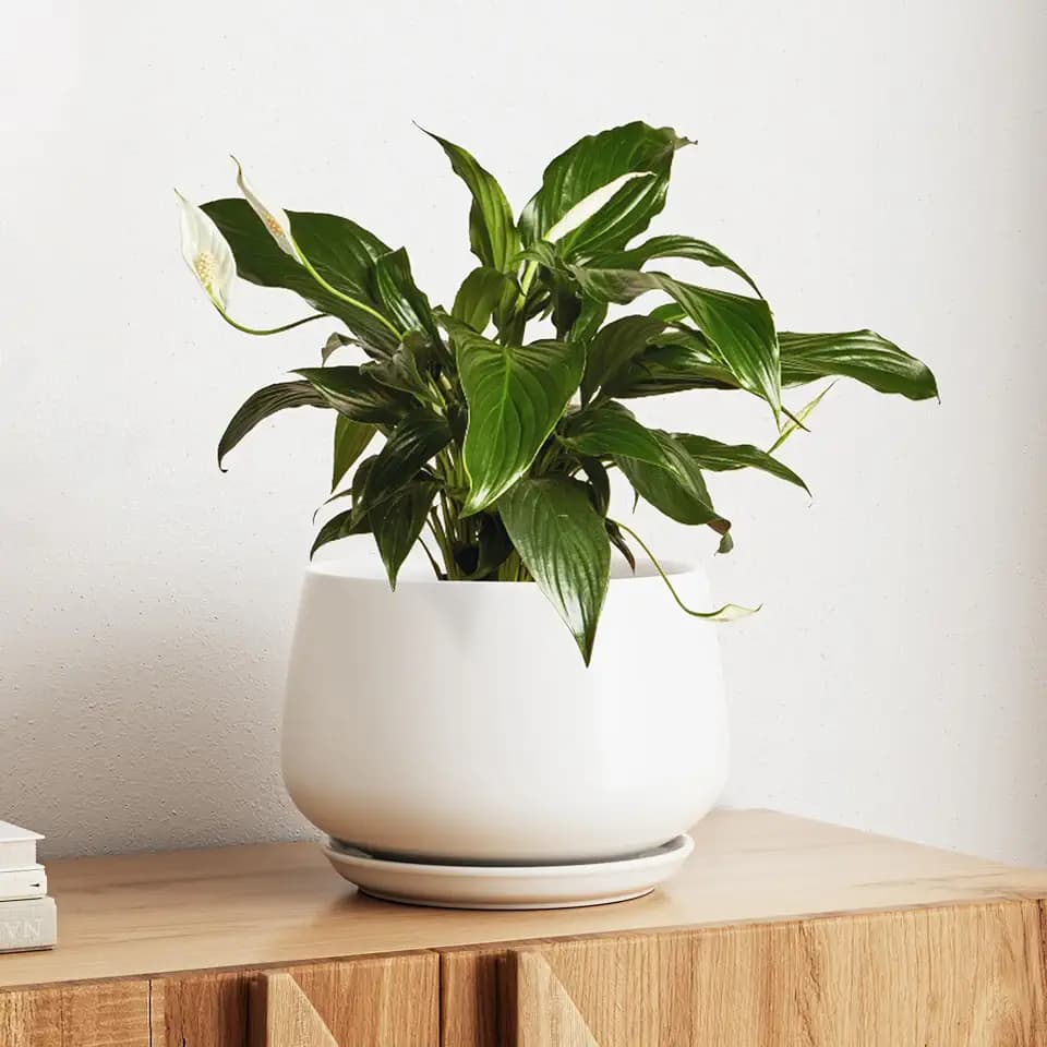 LE TAUCI Ceramic Planter, 10 Inch, Large Plant Pot, Indoor Plant Pot, White