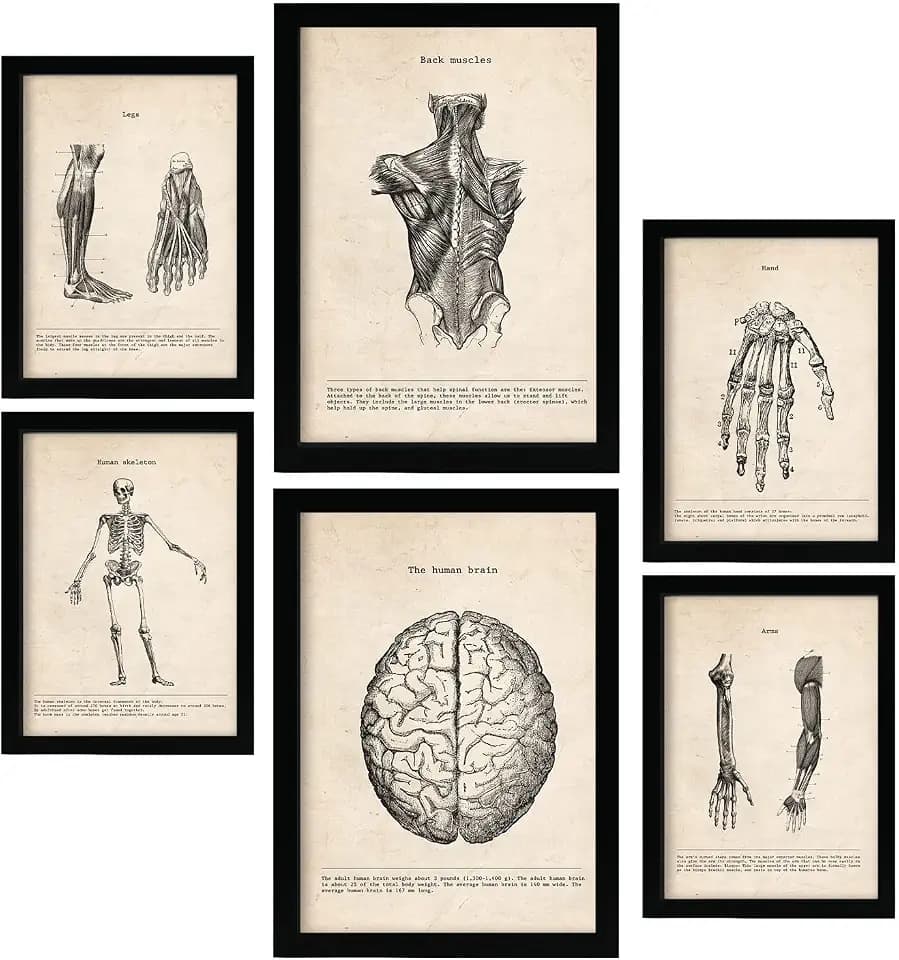 Nacnic Gliedmaßen und Gehirn Postern. Medizinische Illustrationen im Vintage Stil von Anatomie, Körperteilen, Knochen und Muskeln. Innenarchitektur und Dekoration. A4 & A3.