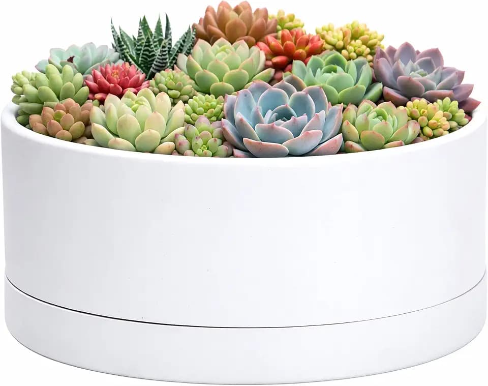 D'vine Dev 25,4 cm Flacher Übertopf aus Kunststoff, großer runder Sukkulenten-Blumentopf mit Drainageloch und Soße, dekorativer Bonsaischopf für Zimmerpflanzen, Weiß, 76-Z-A-2