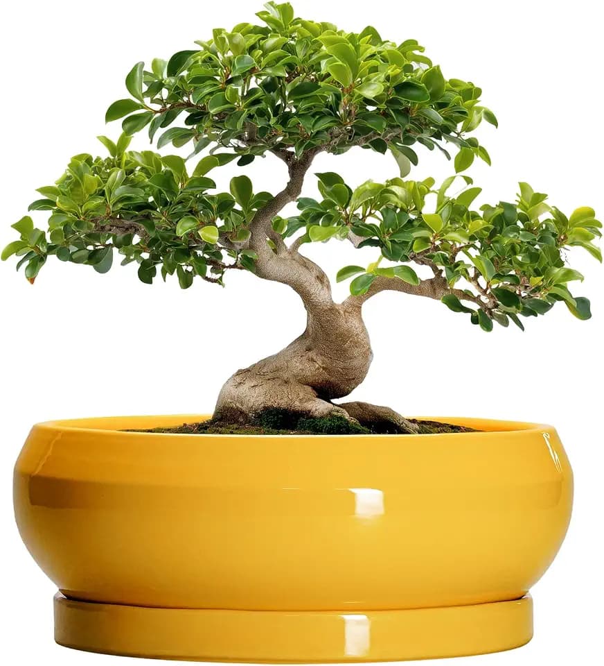 Ceramic Bonsai Pots - 13 Inch Large Succulent Pots with Drainage Hole and Saucer, Bonsai Planter for Indoor Outdoor, Round Shallow Bowl Planter, Garden House Decor, Plant Lover Gifts, Yellow