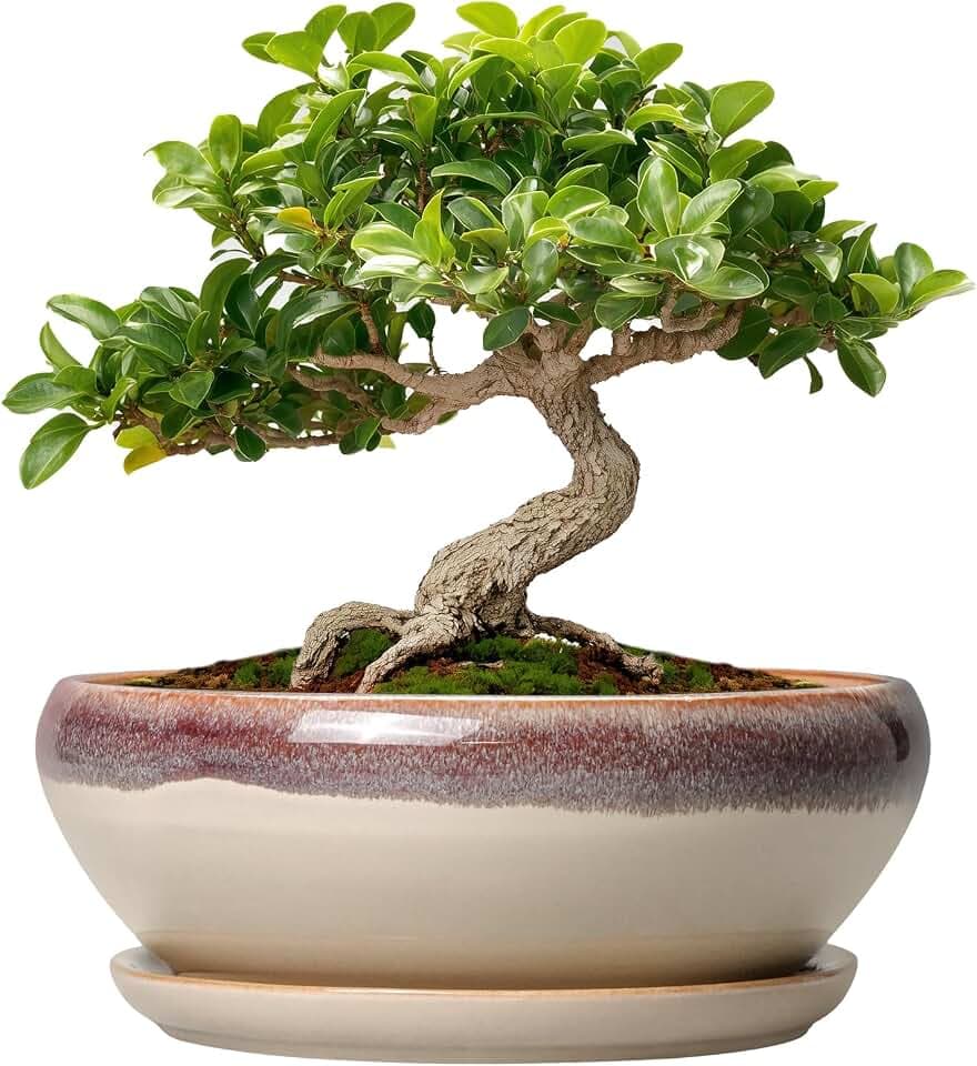SQOWL Small Bonsai Pots - 6 Inch Ceramic Plant Pots for Succulents, Shallow Planter with Drainage Hole and Saucer, Round Planters for Indoor Outdoor Cactus Plants, House Decor, Birthday Gifts, Beige