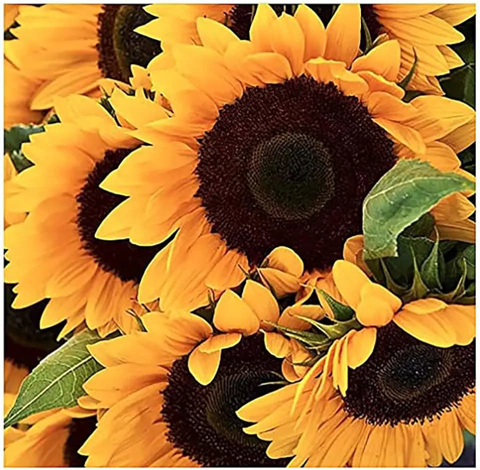 Giant Sunflower Seeds - Mammoth Grey Striped Seeds - Attracts Bees and Butterflies