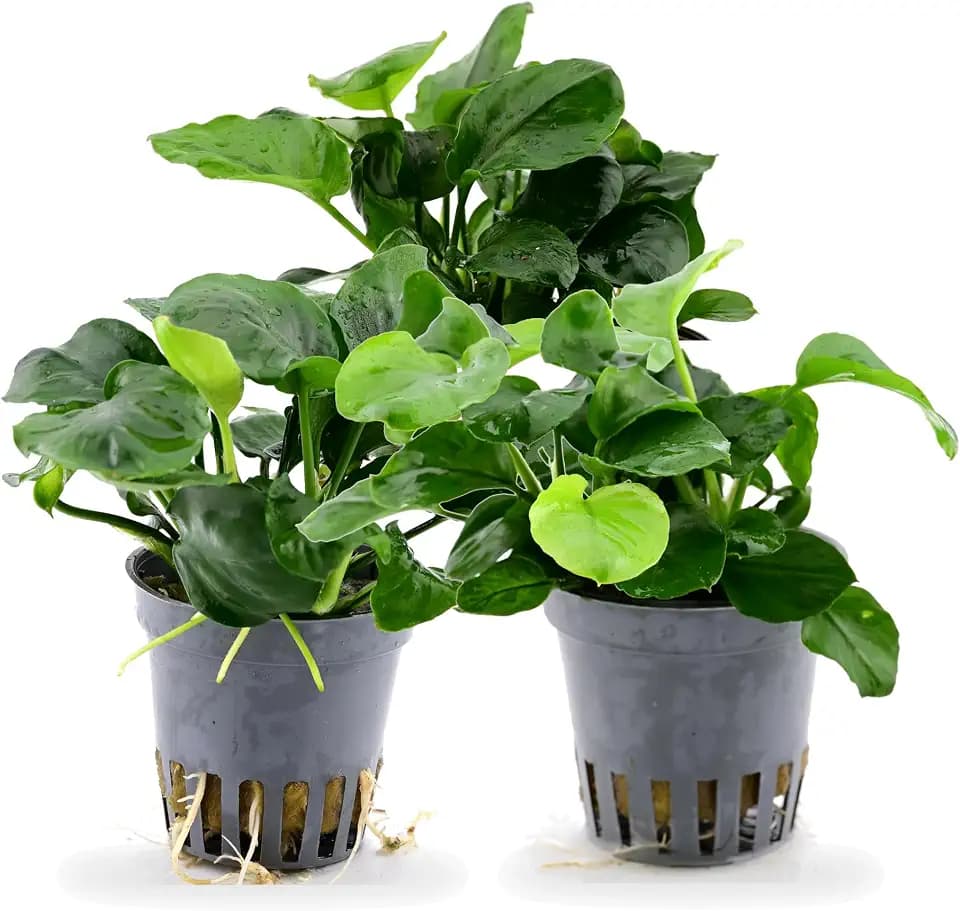 AquaBreedingSkill Set aus 3 Stück Aquarium Pflanzen Echt Set – Anubias, Microsorum – Lebende Wasserpflanzen – Pflegeleicht ideal für Fische & Garnelen – mit Pflanzenpass (Barteri 3 pcs)