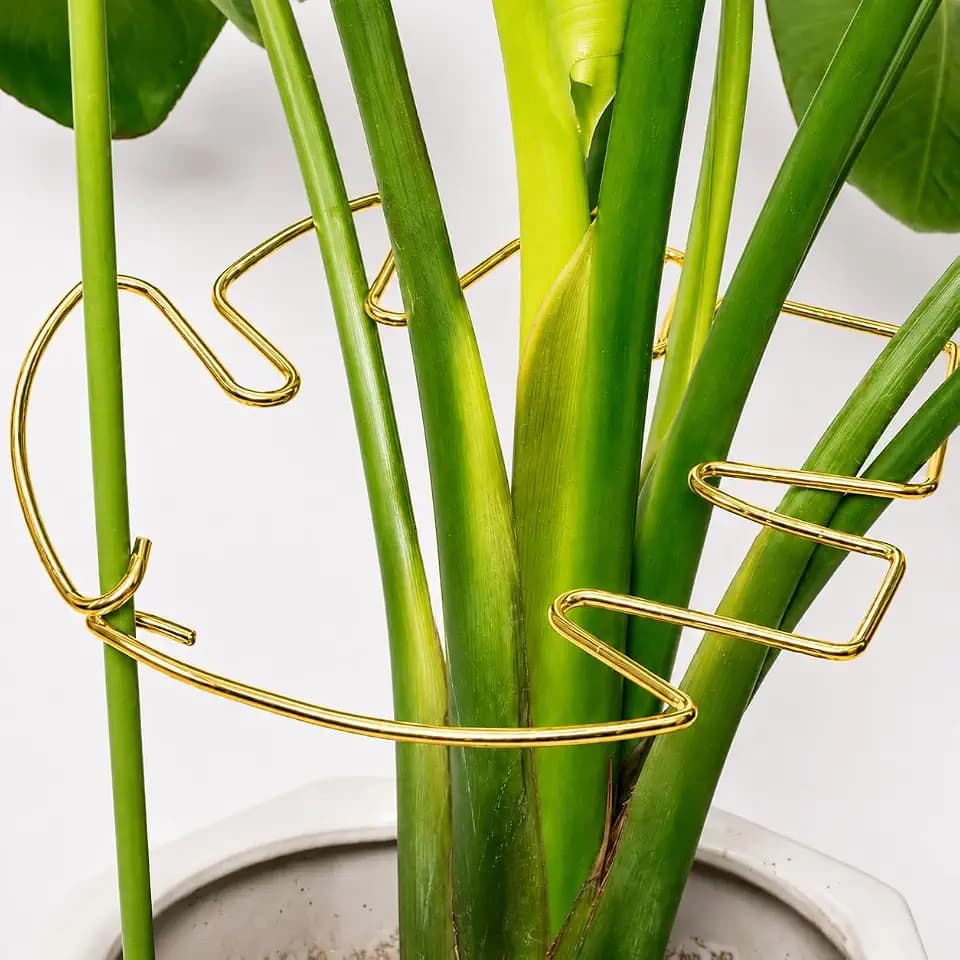 5PCS 10 * 9.3In Monstera Plant Support Stem-Ideal for Indoor Plants
