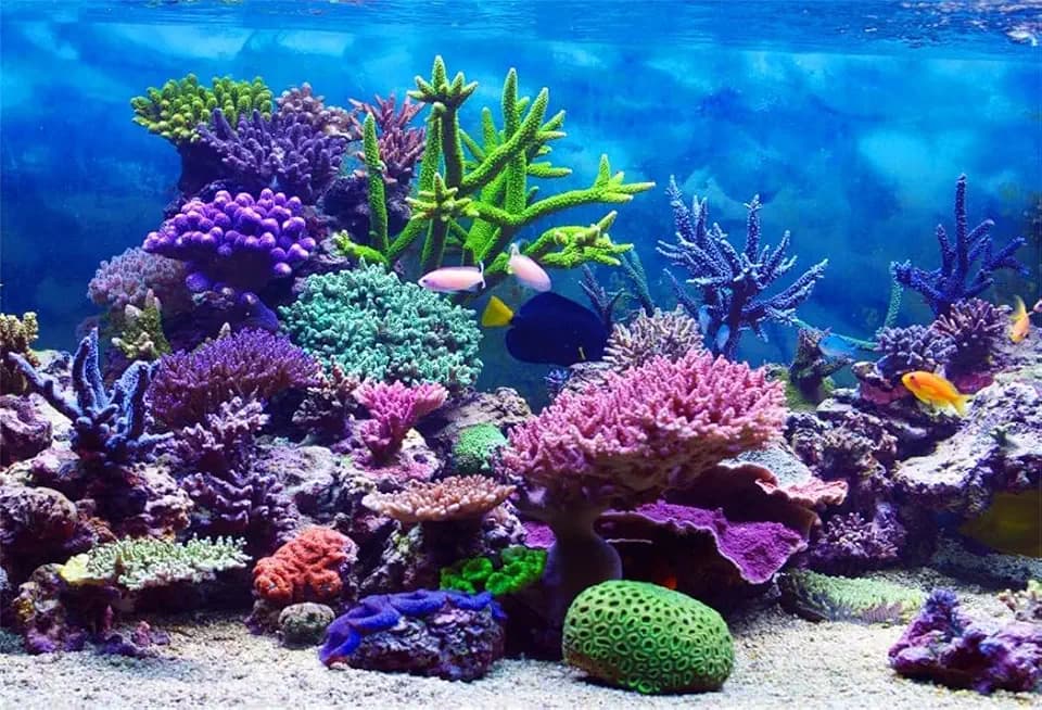 Underwater Ocean Scene Coral Reef Aquarium Photography Backdrop 5x3ft