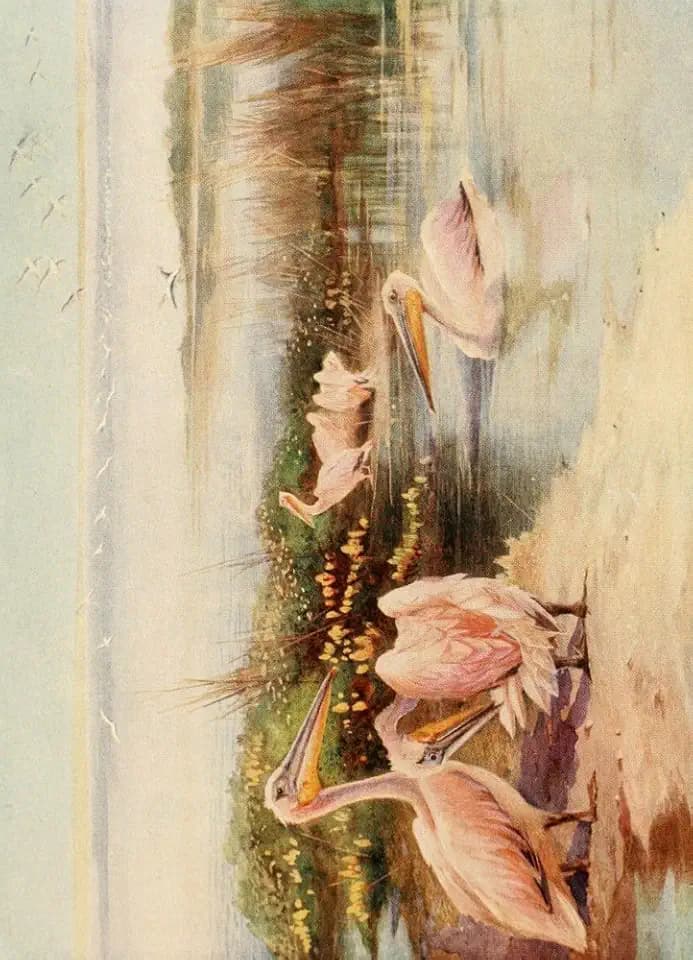 Egyptian Birds 1909 White Pelicans Poster Print by Charles Whymper (24 x 36)