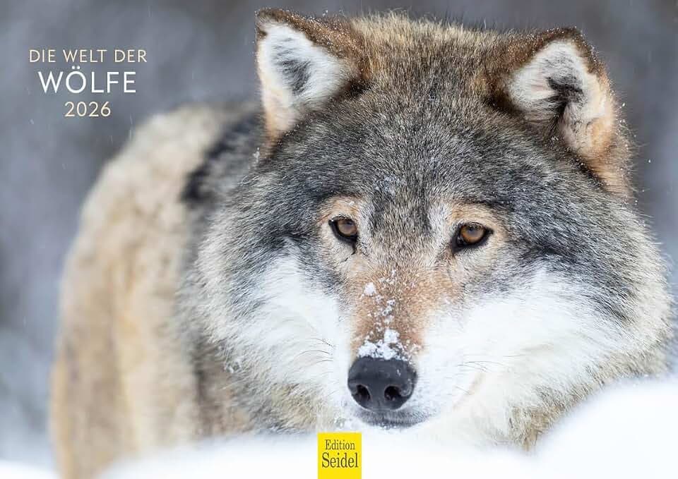 Edition Seidel Premium Kalender Wölfe 2026 Format DIN A4 Wandkalender Tierkalender Tiere Wildtiere Rudel Wolf Wald Natur