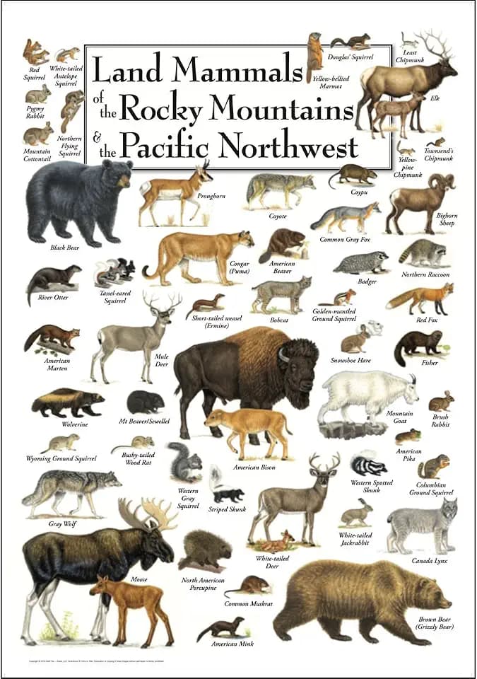 Earth Sky + Water - Land Mammals of the Rocky Mountains & the Pacific Northwest - Poster 19″ X 27″