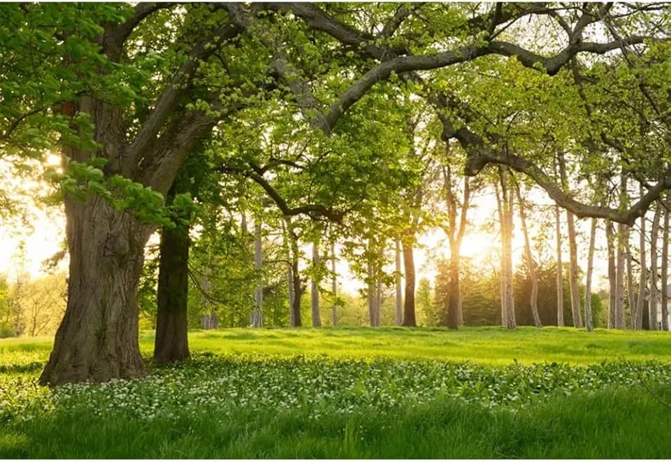Leowefowa 10x8ft Spring Backdrop Rural Forest Trees Backdrops for Photography Blooming Flowers Green Grassland Nature Vinyl Photo Background Kids Adults Outdoor Travel Portraits Studio Props