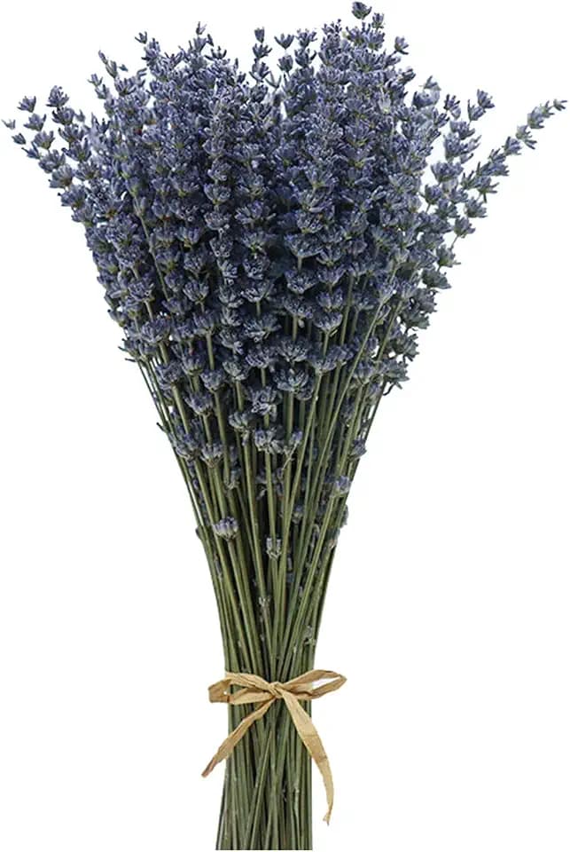 Getrocknete Lavendel Bündel 100 Stiele Getrockneter Lavendelstrauß Deko