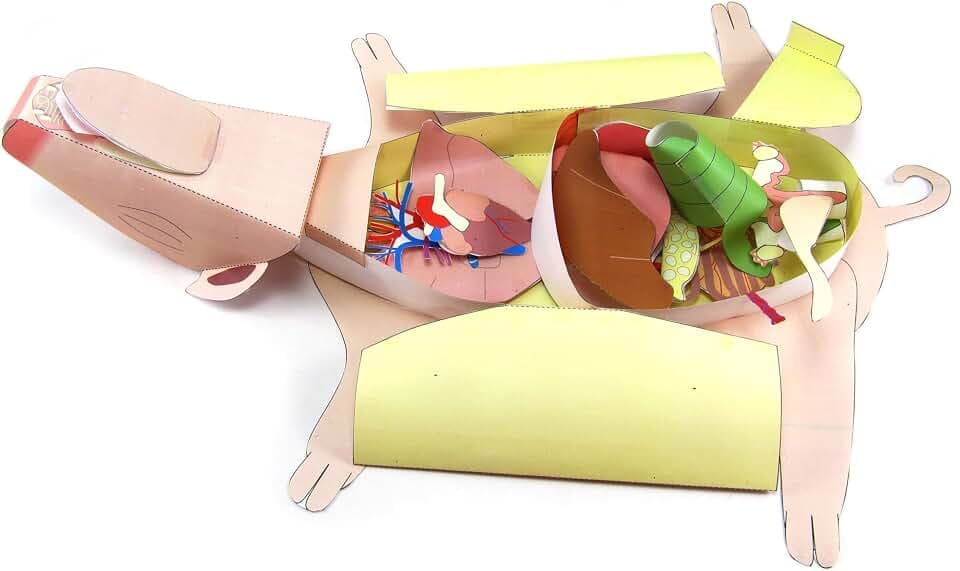 NewPath Fetal Pig Dissection 3-D Paper Model Making Kit - Individual Student Edition (17-7740)