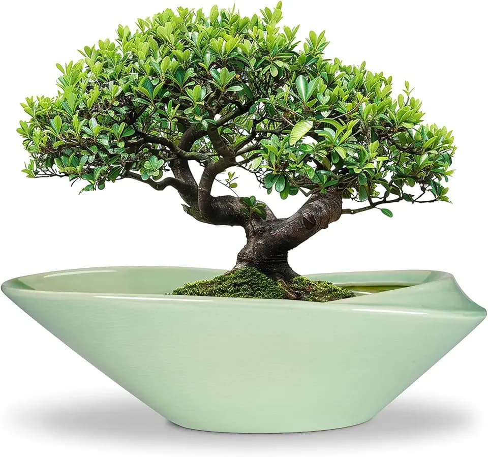 Ceramic Bonsai Pot - 18 Inch Planter with Drainage Hole Large Modern Bonsai Planter Decorative Succulent Flower Plant Pot for Indoor Plants Outdoor Green