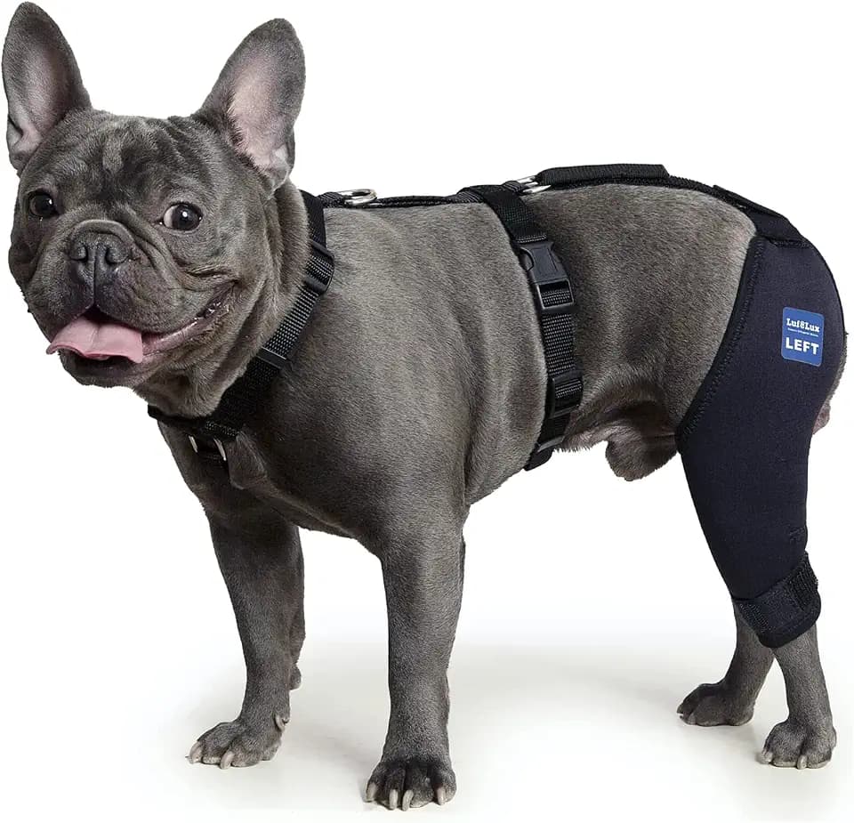 Dog Knee Brace with Harness and Connection Belt, Lightweight and Stretchable, Support for Torn ACL Hind Leg, Luxating Patella, Reduces Arthritis Pain and Inflammation (XX-Small)