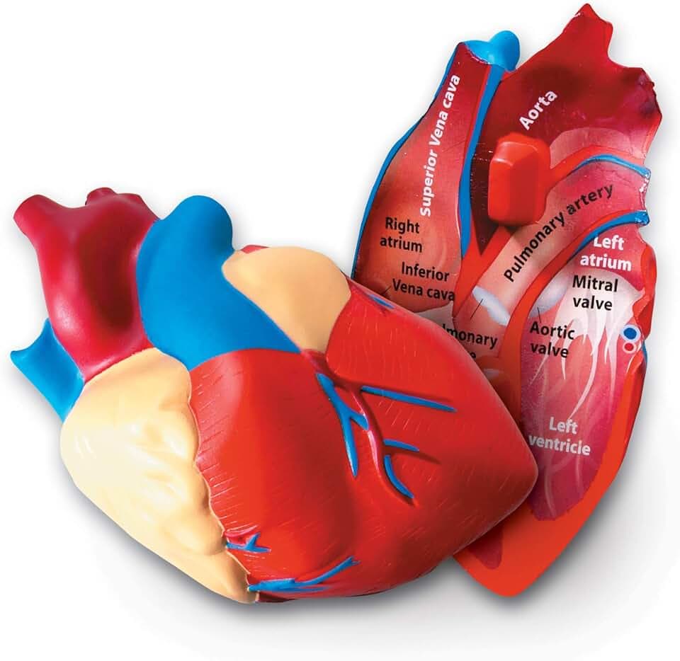 Learning Resources Schaumstoffmodell Herz, 13 cm Querschnitt, Beschriftet & Lernspiel, Realistisches Herzmodell für Kinder, Anatomie & Biologie Lernen ab 7 Jahren