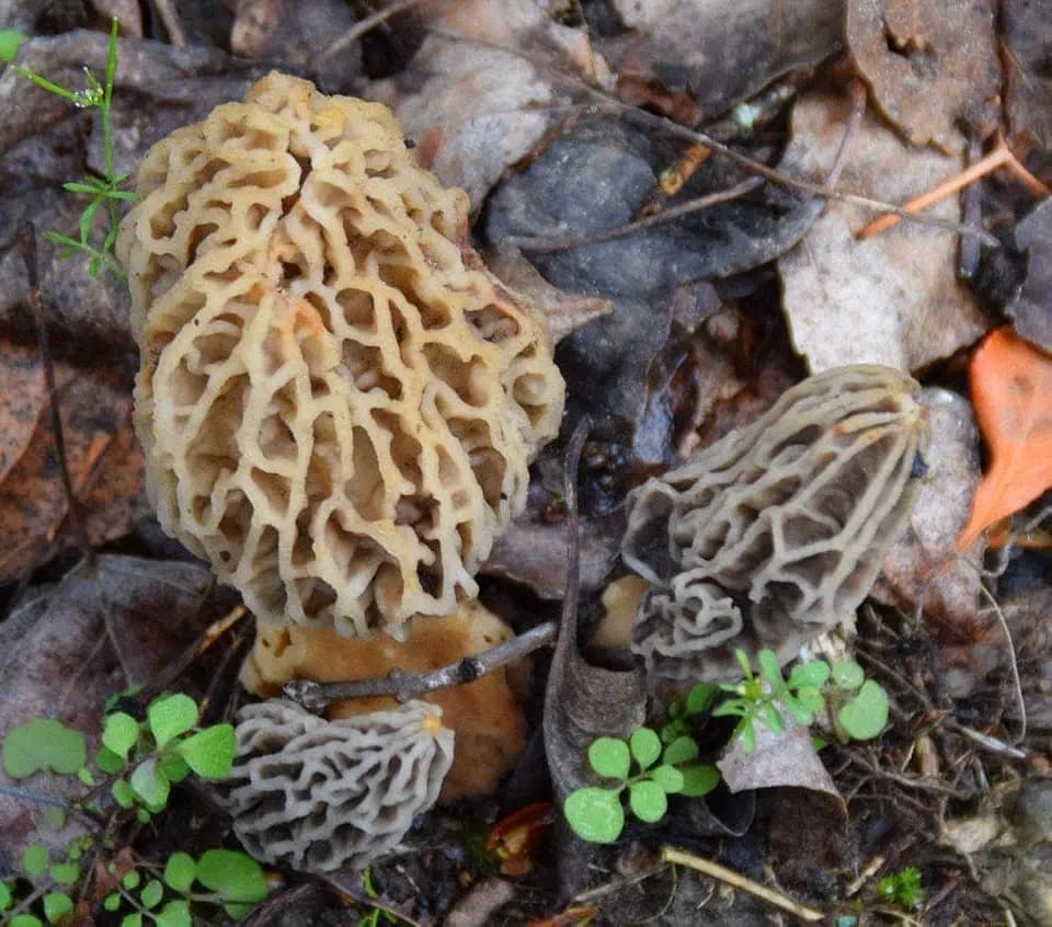 Morel Mushroom Growing Kit (Morchella)