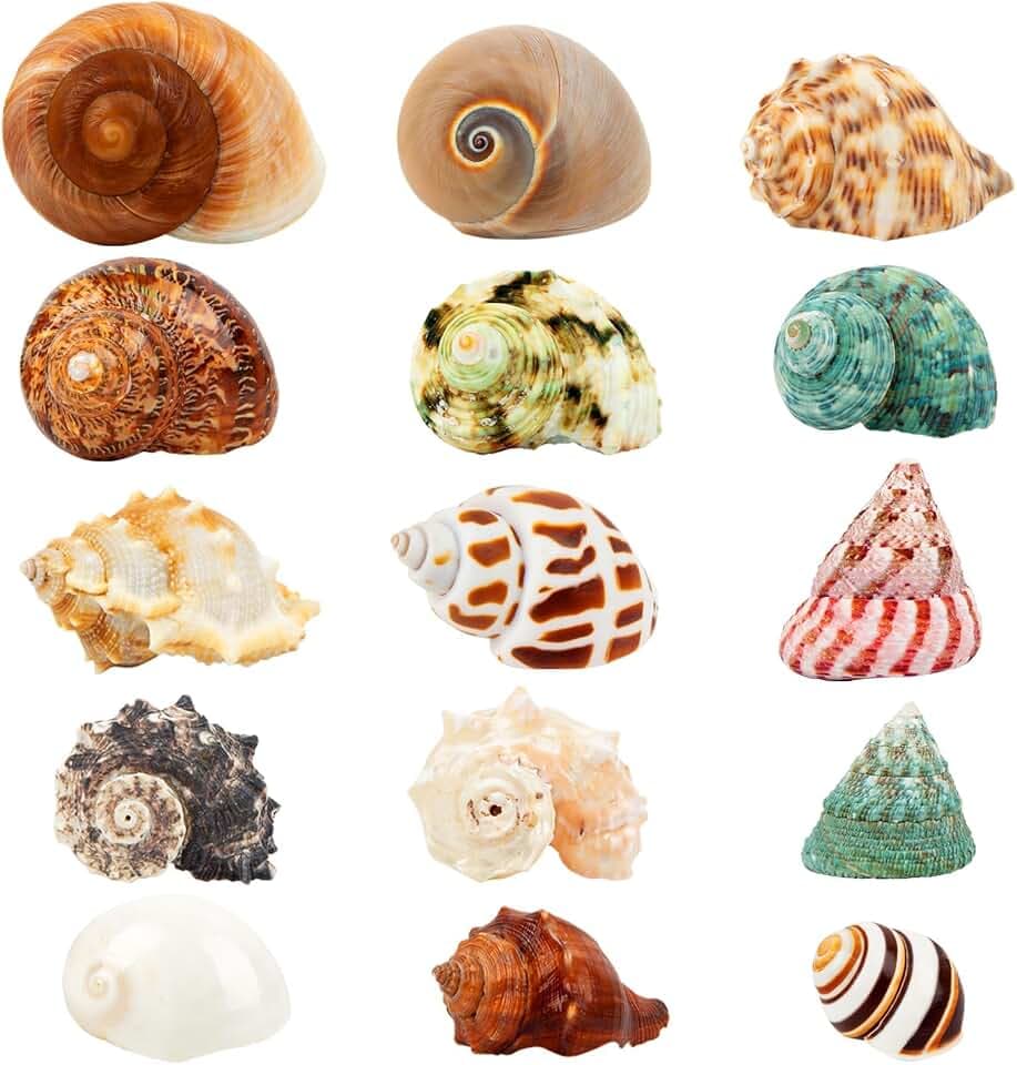 15PCS Hermit Crab Shells 1.6"-3.2", Growth Turbo Seashells