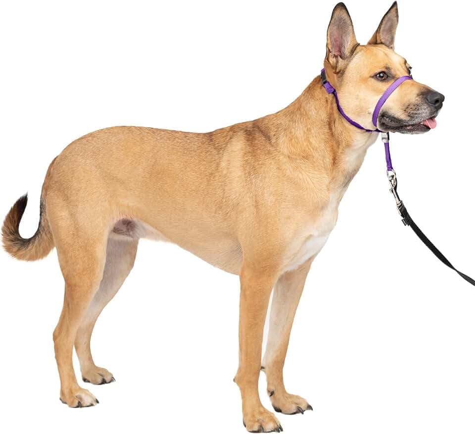 PetSafe Sanfter Führer Halsband mit Trainings-DVD