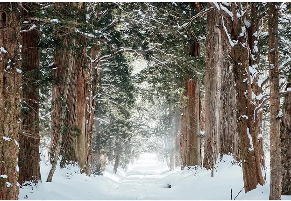 Forest Backdrop,Yeele 10x8ft Winter Theme Snow Nature Landscape Vinyl Photography Background Snow Covered Road Background for Photo Props Holiday Supplies Wallpaper