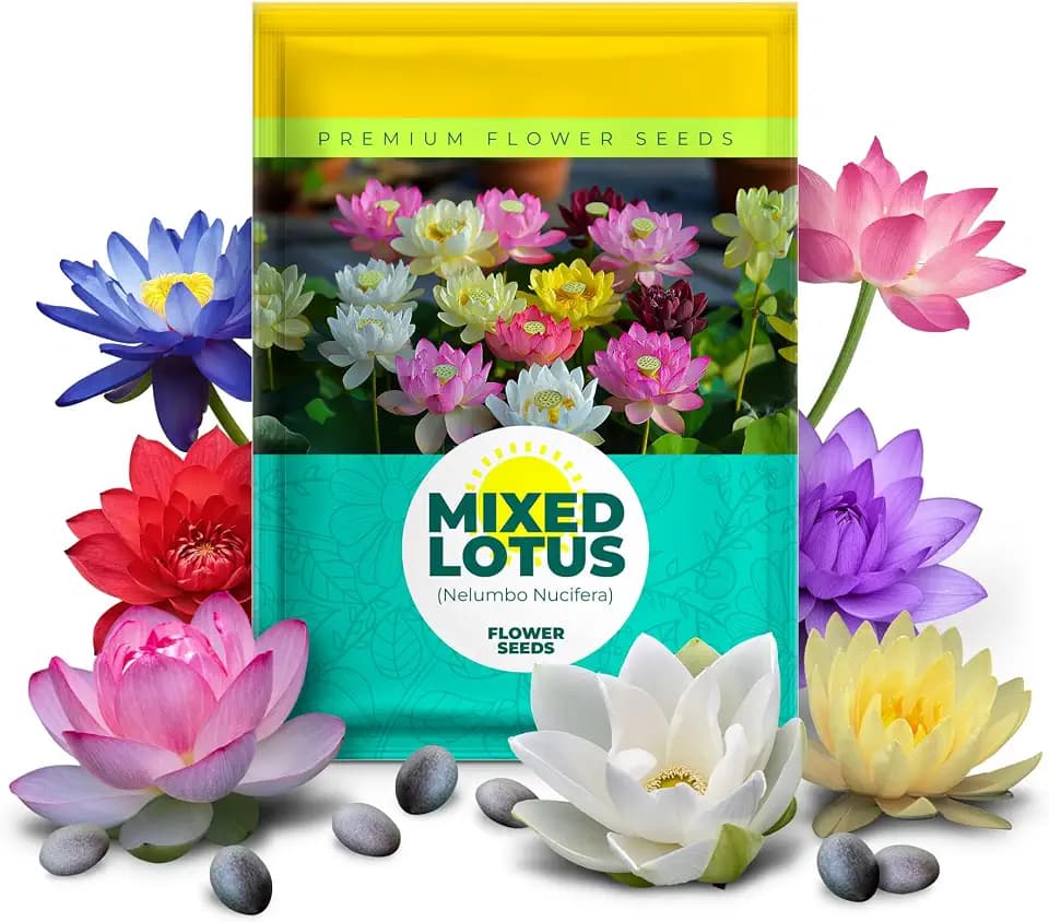 25 Lotus Seeds for Planting in Water Bowl, Non-GMO Mixed Lotus Seeds, 80%+ Germination Rate Water Lilly Seeds, Beautiful Water Plants for Home, Garden, Indoor and Outdoor