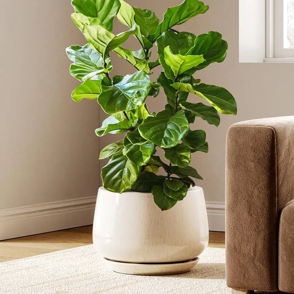 LE TAUCI Ceramic Planter, 12 Inch, Large Plant Pot, Reactive Glaze Beige