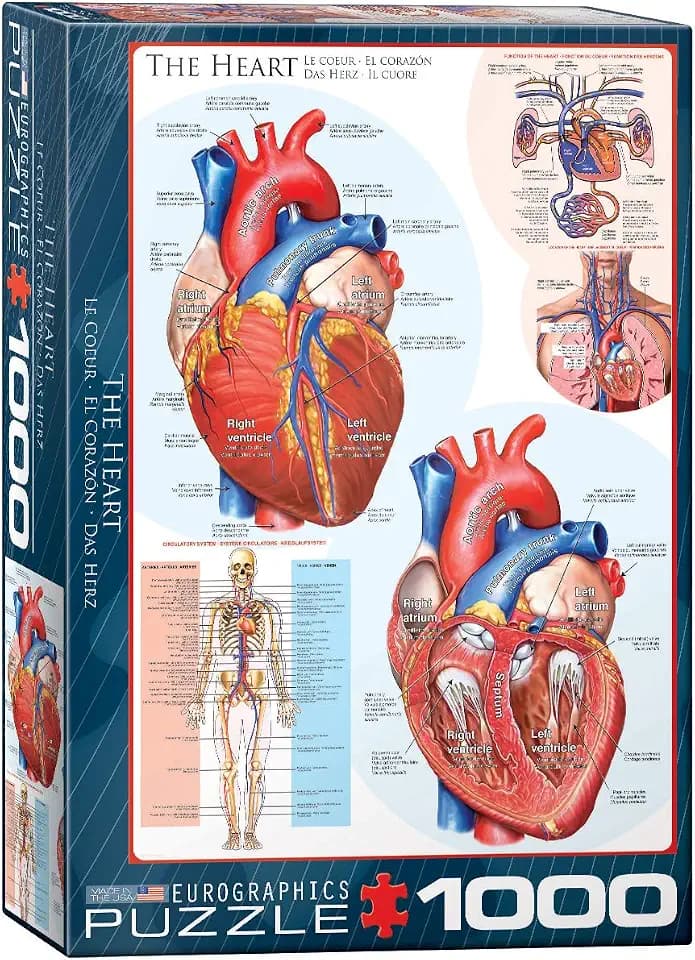 EuroGraphics Human Body (The Heart) Puzzle (1000-Piece) , Blue