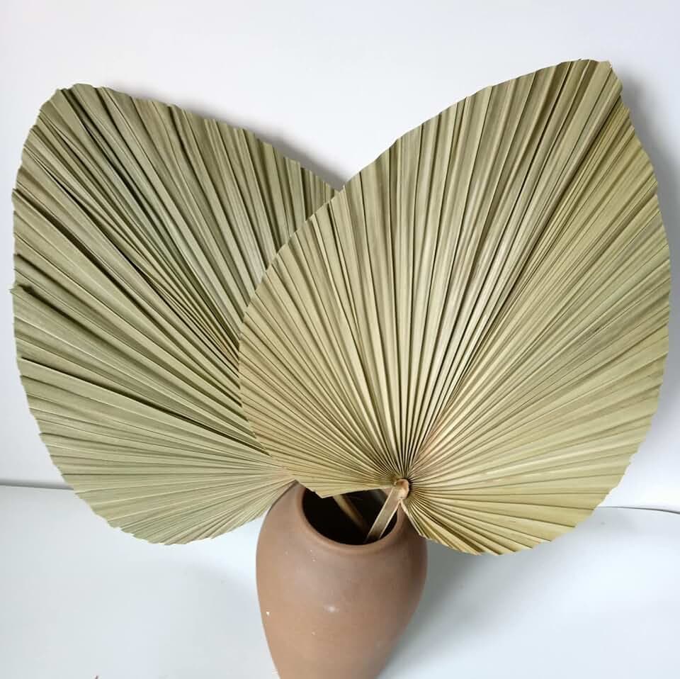 60 x 40cm Getrocknete Palmblätter, Riesen-Palmblattfächer, natürliche Blätter für Boho-Hochzeit, Heimdekoration, 2 Stück