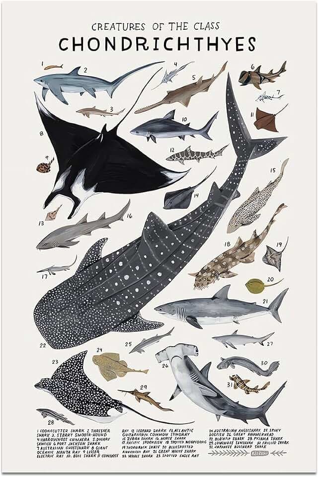 Hai-Wandkunst, Tierbilder, Chondrichthyes Leitfaden, Wissen, Drucke, Tiere, Fische, Leinwand, Diagramm, Raumästhetik für Zuhause, Klassenzimmer, Büro, Badezimmer, Wanddekoration, 40,6 x 61 cm,