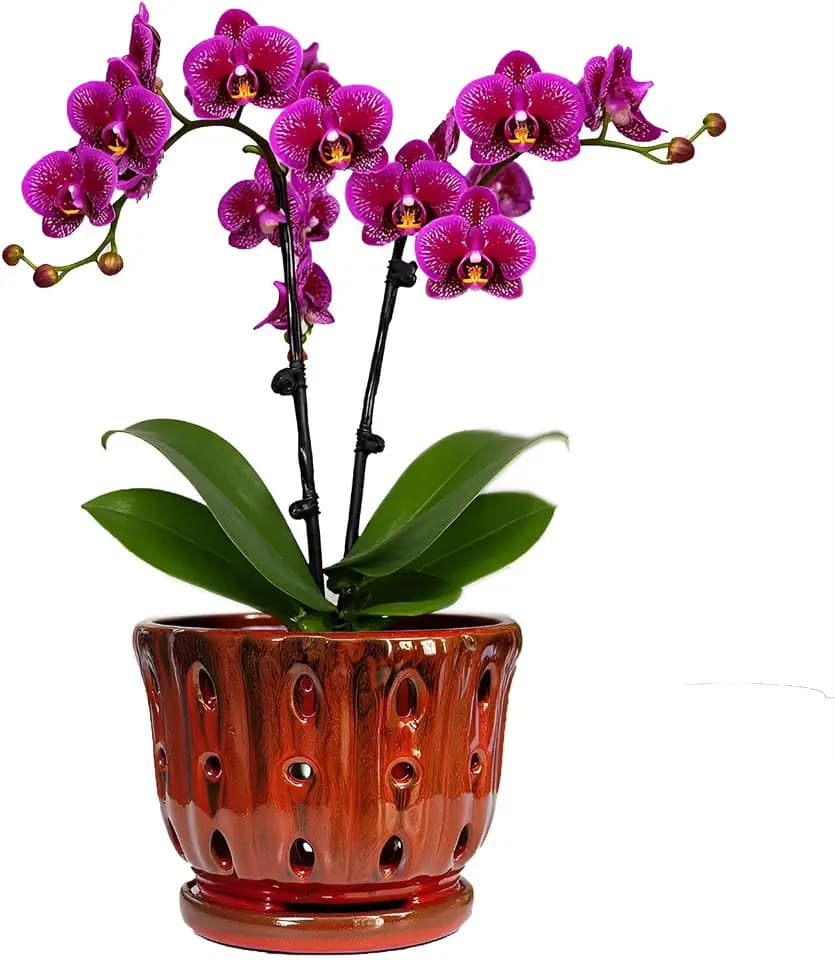 Ceramic Orchid Pot with Drainage Hole 6'' Orchid Planter (Red)