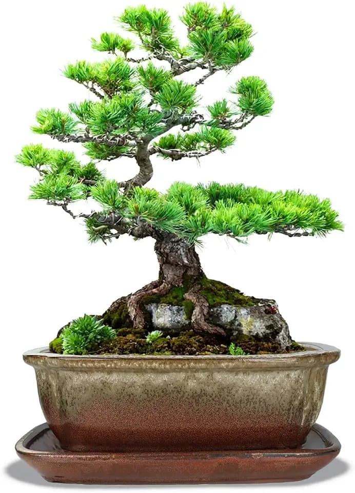 vensovo 10.5 Inch Ceramic Bonsai Pot with Saucer, Brown White Gradient