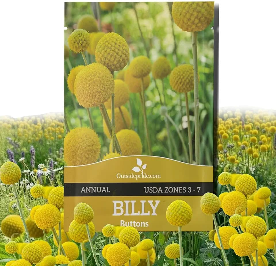 Outsidepride Billy Button Craspedia Globosa Seeds - 1000 Pcs Perennial, Hardy & Drought Tolerant, Flower Seeds for Planting w/Yellow Spherical Blooms, Ideal for Cut Flower & Pollinator Gardens