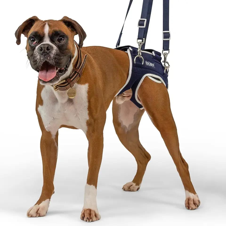Balto Life Hip Dysplasia Brace – Dog Hip Support Harness – Hind End Adjustable Compression Brace - Distribute Weight Evenly Helps Prevent New Injuries – Rear Support Aide (Small)