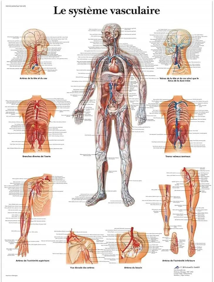 3B Scientific – Laminierte Menschliches Gefäßsystem Tafel – UV- & Staubgeschütztes Anatomieposter für Studium, Lehre & Kliniken