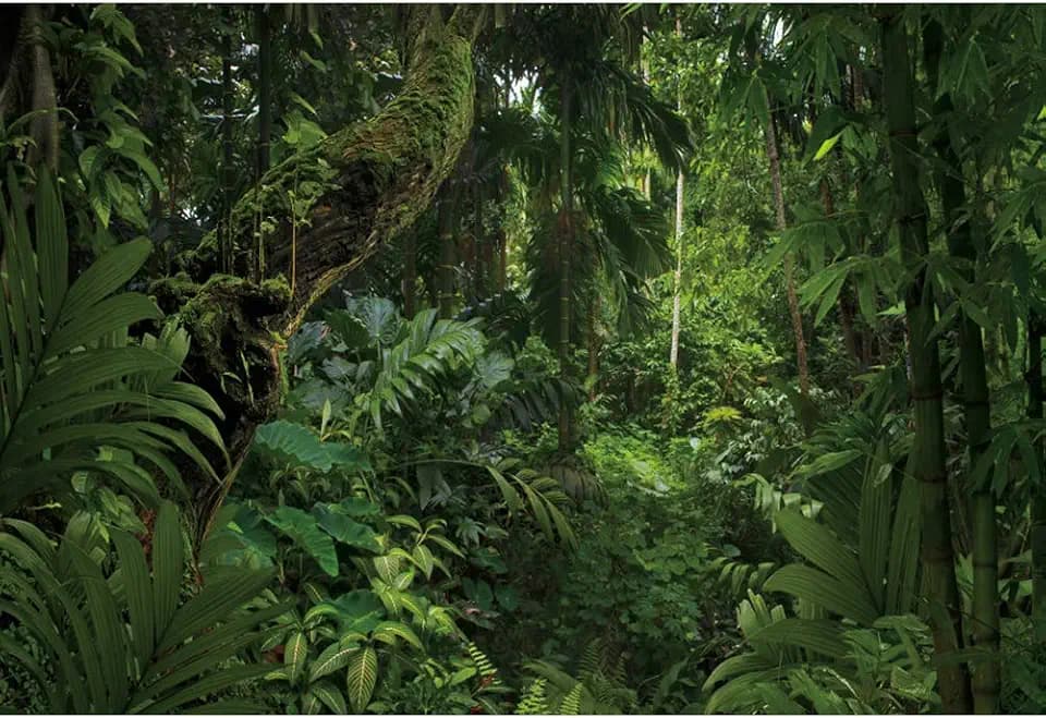 8x5ft Jungle Forest Photography Backdrop for Outdoorsy Camping Theme Party Background Spring Mysterious Rainforest Jungle Forest Tree Natural Scenery Kids Adult Wedding Photo Studio Props