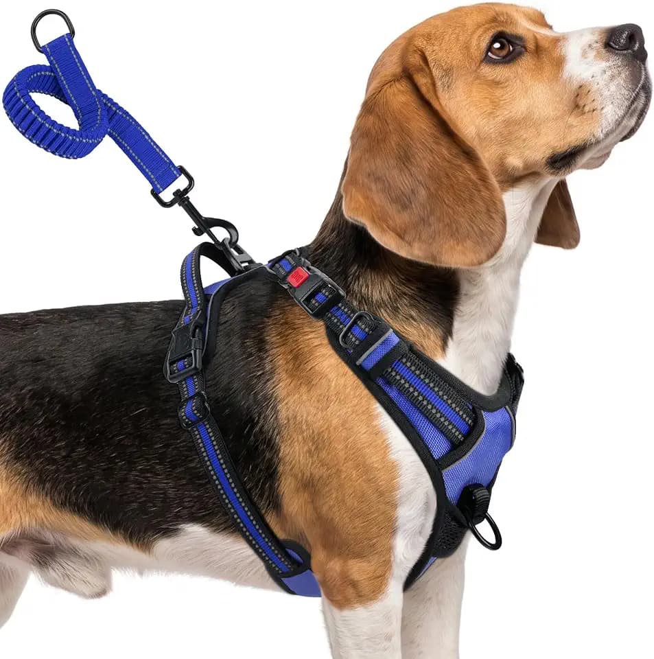 Taglory No Pull Dog Harness Medium Sized Dog, Bungee Extension,Royal Blue,M