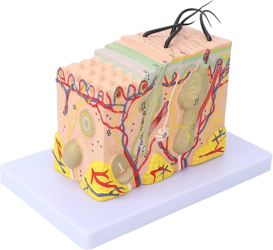 Hautmodell, 35-fach Vergrößerte Menschliche Hautstruktur Anatomisches Modell 3D-vergrößertes Hautmodell für Den Naturwissenschaftlichen Unterricht Im Klassenzimmer, Medizinisches Modell