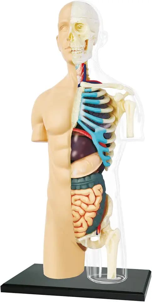 EXPLORA - Halbtorso - Anatomie des menschlichen Körpers - 546083 - Realistisches - 37 Teilen - Montageanleitung und Bildungsquiz - Entdeckungskit - Kinderspiel - Wissenschaftlich - Ab 8 Jahren