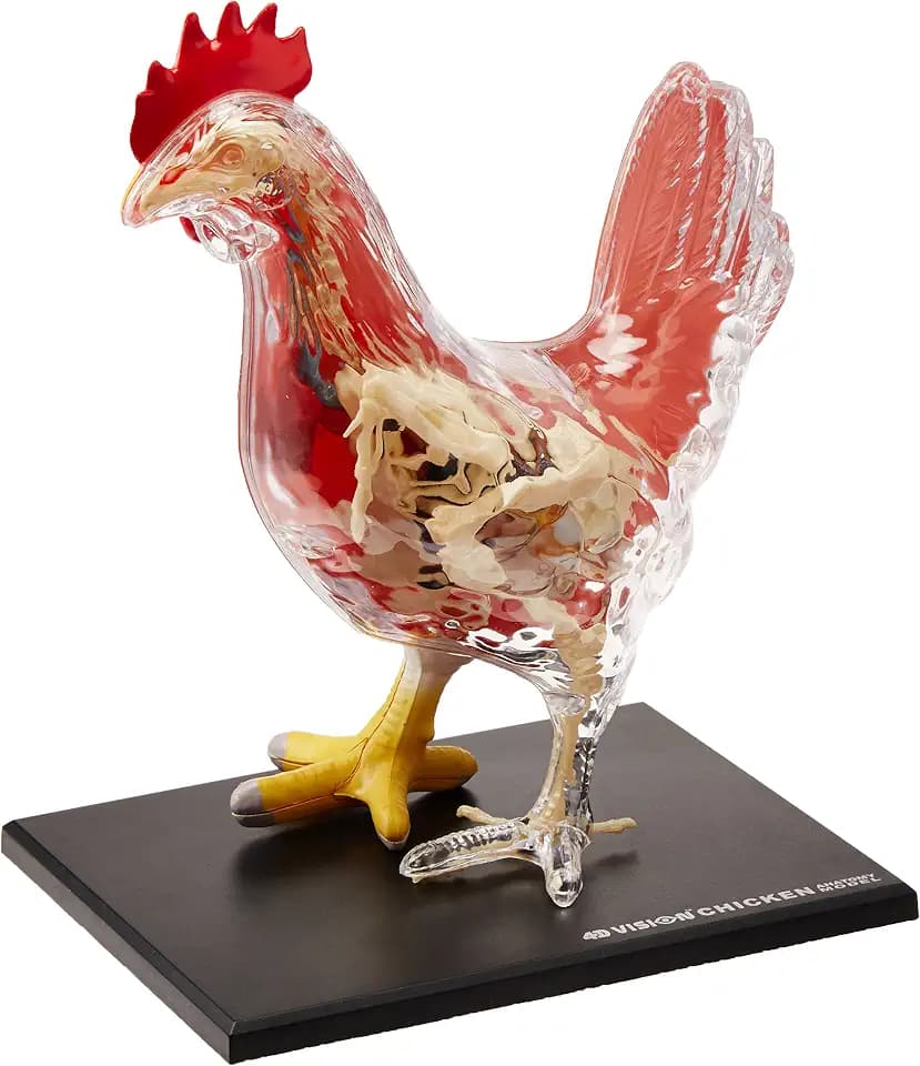 4D Chicken Anatomy Model Kit, STEM Biology Learning Toy, Ages 8+