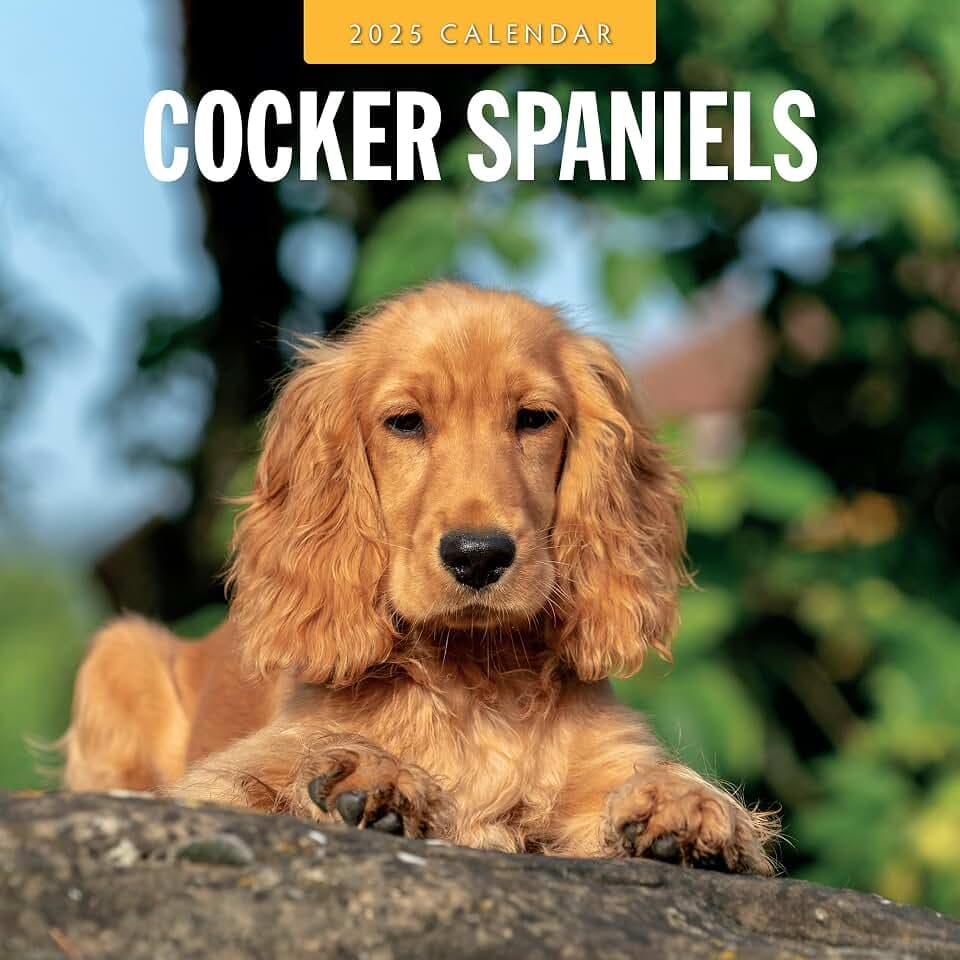 Cocker Spaniels Wandkalender 2025, quadratisch, von Red Robin Publishing