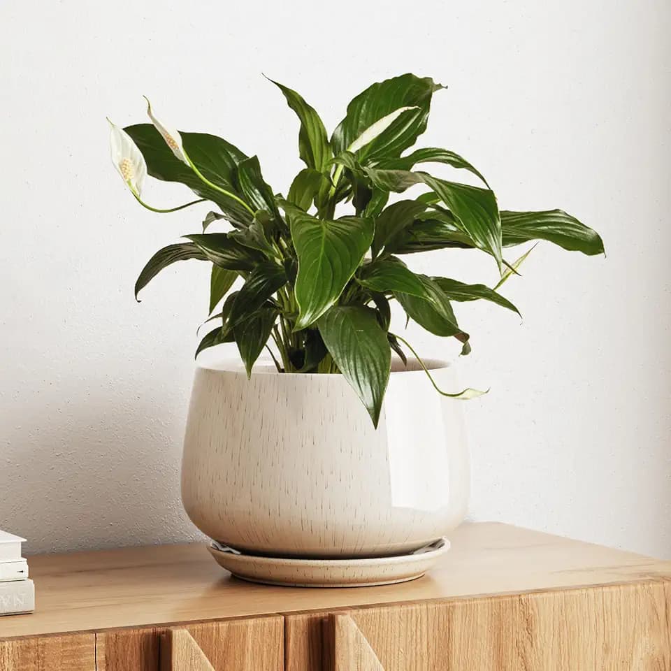 LE TAUCI Ceramic Planter, 10 Inch, Large Plant Pot, Reactive Glaze Beige