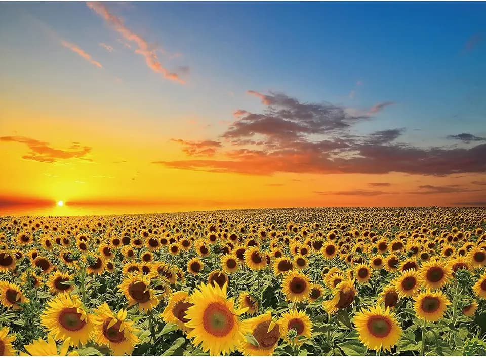 1000 Piece Puzzle for Adults, Sunflower Jigsaw Puzzles 1000 Pieces with Letters on Back, Impossible Difficult Hard Puzzles for Adults Seniors Teens Challenging Gift, Finished Size 27.6 x 19.7 inches
