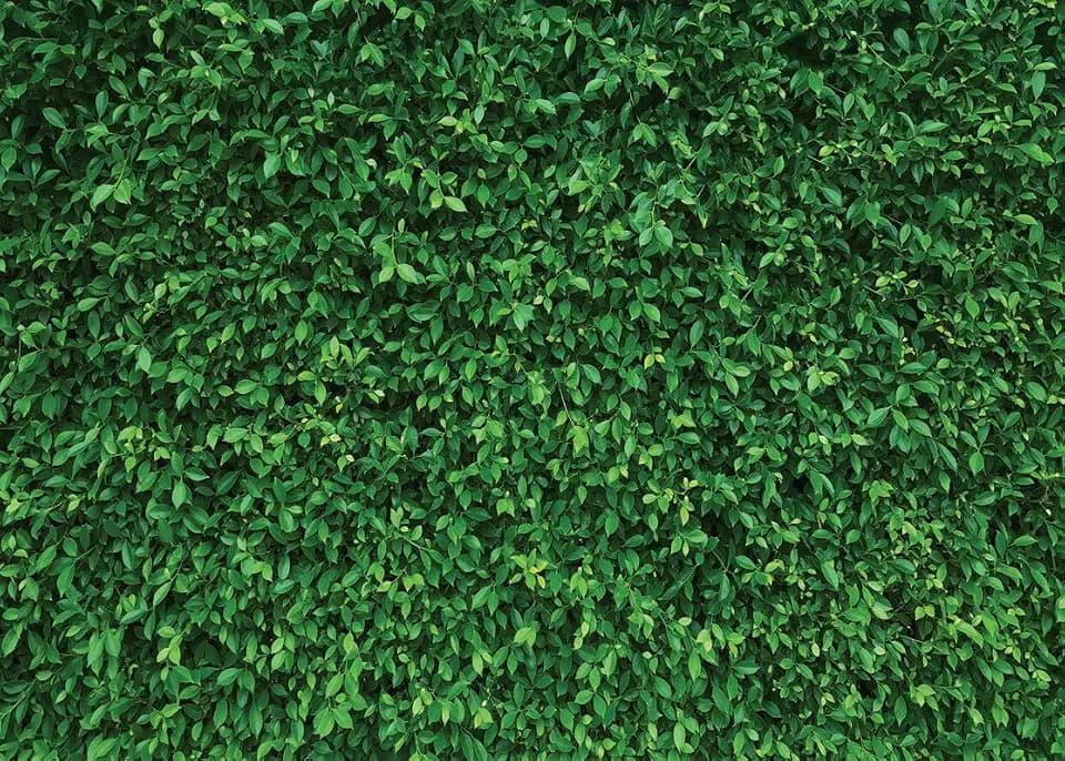 LYWYGG 8x6FT Green Leaves Photography Backdrops Mmicrofiber Nature Backdrop Birthday Background for Birthday Party Seamless Photo Booth Prop Backdrop CP-87-0806