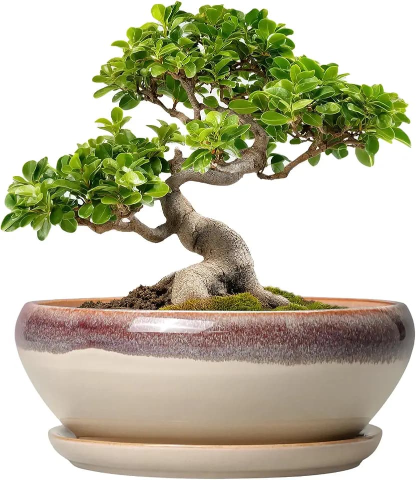 SQOWL Bonsai Tree Pots - 10 Inch Ceramic Succulent Pots, Round Shallow Planter with Drainage Hole and Tray, Bowl Planter for Indoor Outdoor Plants Flowers, Room Decor, Garden Gifts, Beige