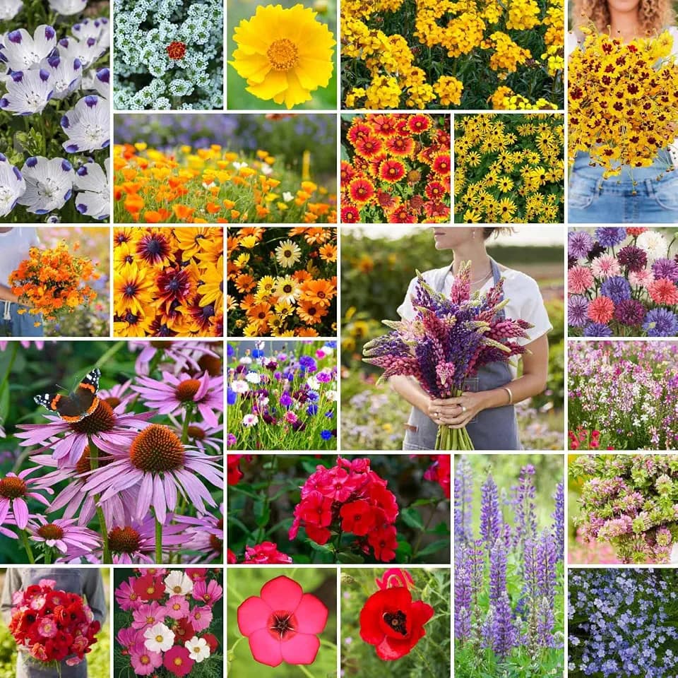 Eden Brothers Southeast Wildflower Mixed Seeds for Planting, 1 lb
