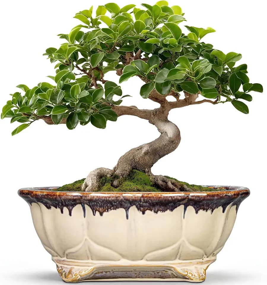 Ceramic Bonsai Tree Pots - 11 Inch Succulent Pots with Drainage Hole, Decorative Bonsai Pot for Indoor Outdoor Plants, Succulent Planters, Front Porch Decor, Gardening Gifts, Oval Beige-Brown