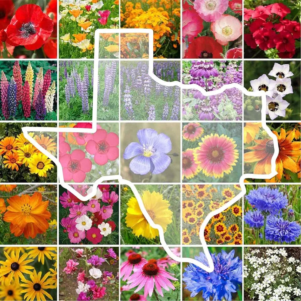 Eden Brothers Texas Wildflower Mixed Seeds for Planting, 1 lb