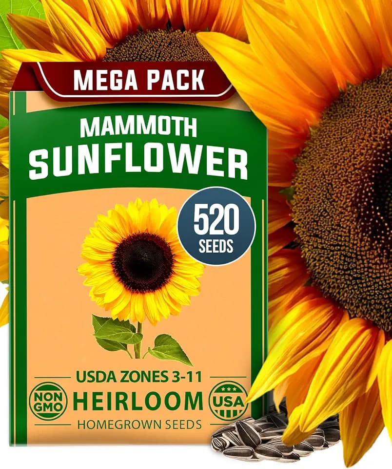 HOME GROWN Giant Mammoth Sunflower Seeds, 520+ Seeds, Helianthus annuus