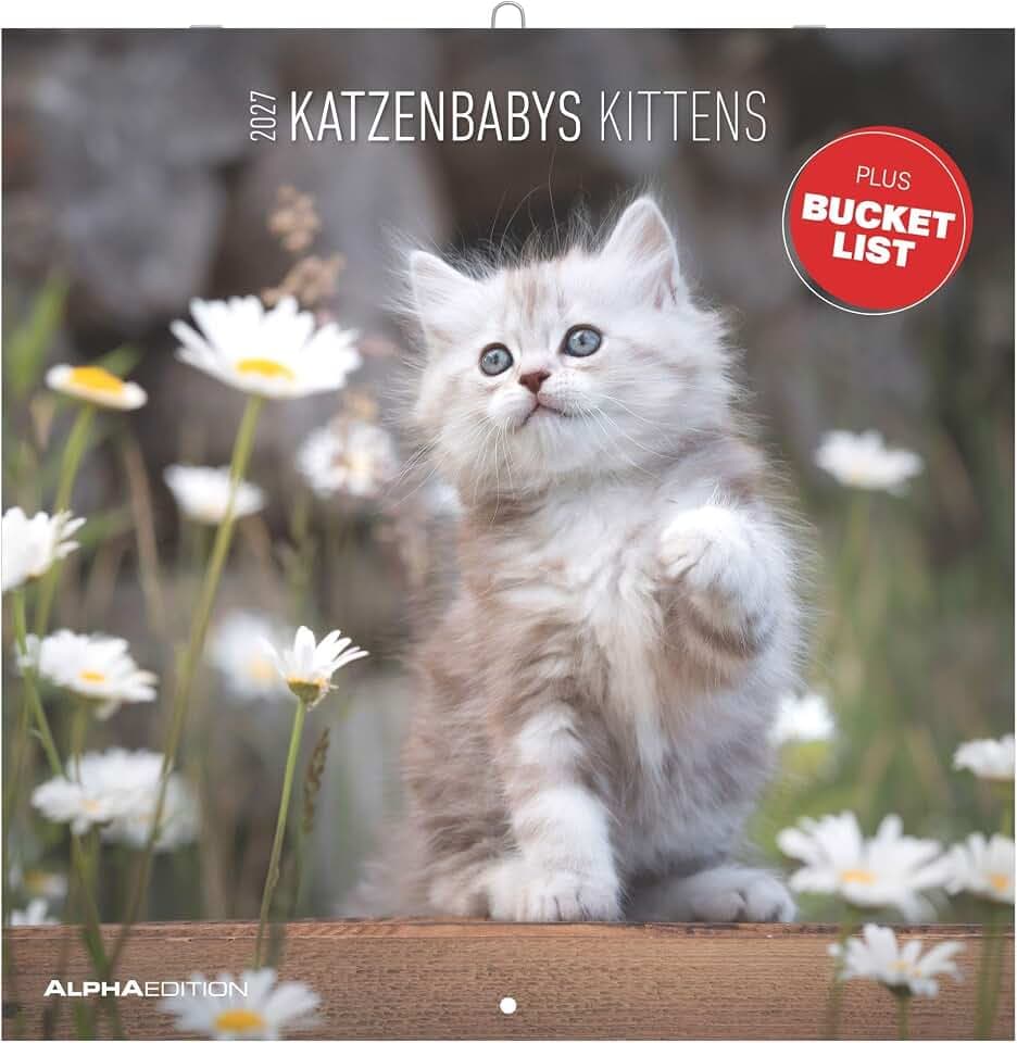 Katzenbabys 2027: Wandkalender 30x30 cm (30x60 cm geöffnet) mit Notizkalendarium, 12 Fotos von Katzenbabys und Bucket-List