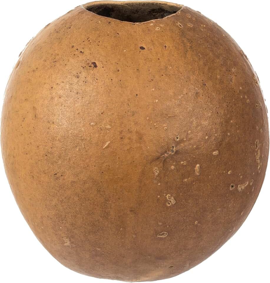 Vickerman 6-7" H x 6-8" W Natural Bacacuia Gourd, Set of 3, Dried