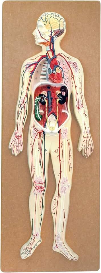Human Circulatory System Model - for Studying Blood Circulation in The Body - 1/2 Natural Size - Mounted on 32" x 12" Base - Hand Painted, Numbered Details with Key Card - Eisco Labs