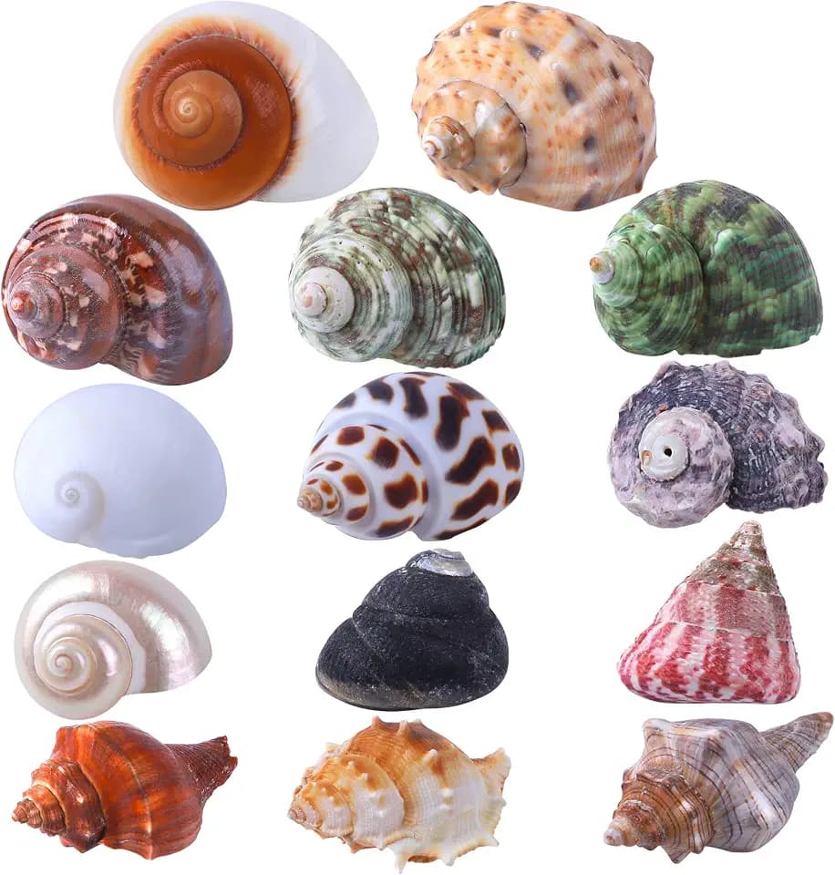 14PCS 14 Kind Small Medium Large Natural Hermit Crab Shells Size 1" - 3.5", Opening 0.8" - 1.5" Hermit Crab Supplies Pearl Turbo Seashell for Décor